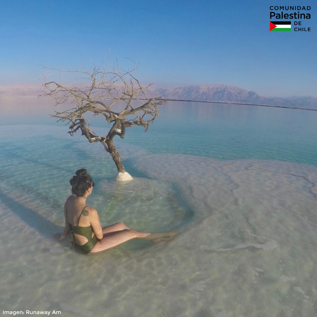 Milagro en el Mar Muerto: Un solitario árbol crece en una pequeña isla de  sal en medio de la nada - Comunidad Palestina de Chile
